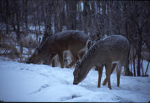 Deer in snow at Keechitawin