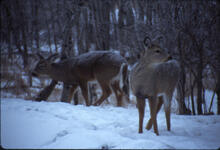 Deer in snow at Keechitawin