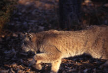 Lynx