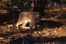 Lynx
