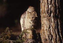 Lynx