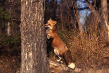 Red fox