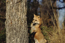 Red fox