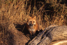 Red fox