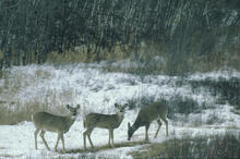 Deer in west meadow