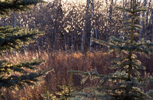 Backlighting on aspens in west meadow