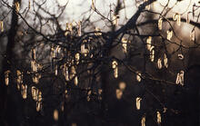 Backlighting on aspens in west meadow