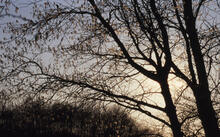 Backlighting on aspens in west meadow