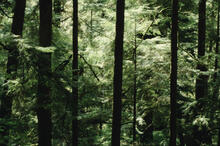 Forest abstracts