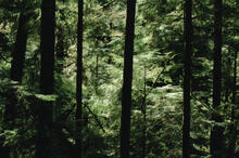 Forest abstracts