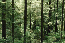 Forest abstracts