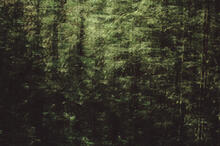 Forest abstracts
