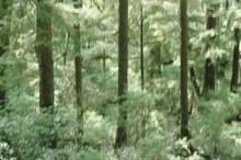 Forest abstracts