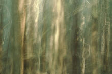 Forest abstracts