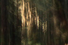 Tabernacle in the Wood