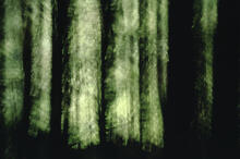 Forest abstracts