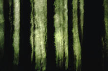 Forest abstracts