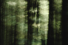 Forest abstracts