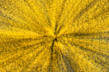 Yellow Glory