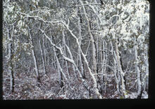 Snowstorm - trees west of Lorne Avenue