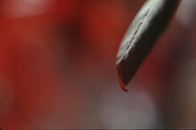 Sumac closeups