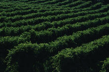 Vineyard