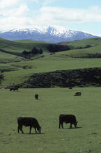 Cows
