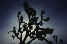 Joshua Tree silhouettes