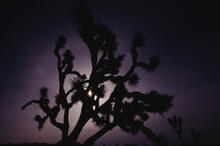 Joshua Tree silhouettes