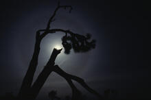 Joshua Tree silhouettes