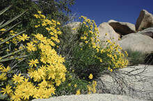 Bright yellow flowers at Barker Dam