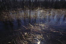 Swamp reflections