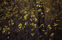 Backlit spring greens