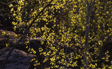 Backlit spring greens