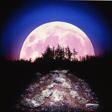 Composite of moon, forest and petroform