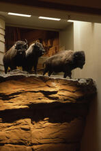 Buffalo and cliff