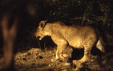 Lion