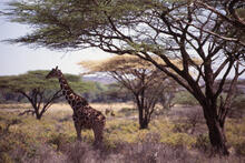 Giraffe