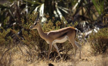 Gazelle