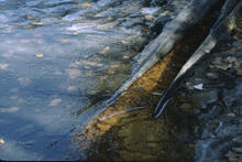 Pool abstracts