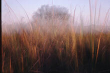 Reeds at Eco Pond