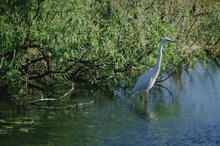Blue heron