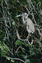 miscellaneous wildlife