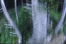 Forest scenes