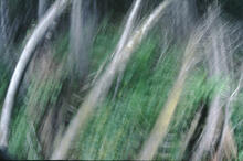 Forest scenes