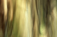 Forest scenes