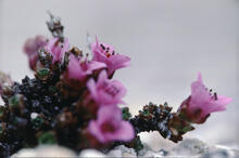 Selective focus on the pink flowers of saxifrage plant