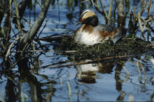 A horned grebe in the water