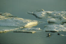 An image of two long-tailed ducks, one about to take flight out of the water, with snowy ice visible round about.
