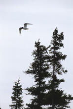 Bird in flight